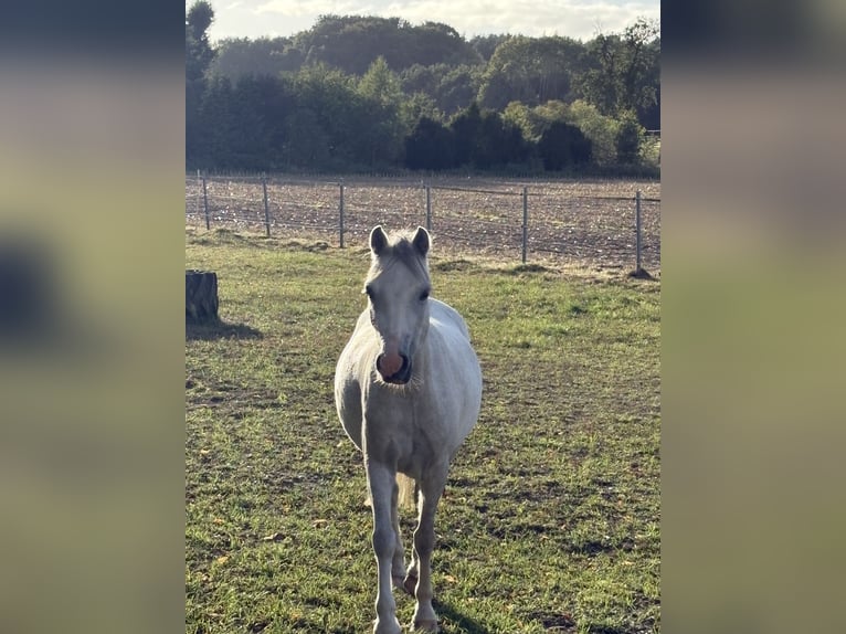 Welsh A (Mountain Pony) Mare 4 years 11,2 hh Grey in G&#xF6;denstorf
