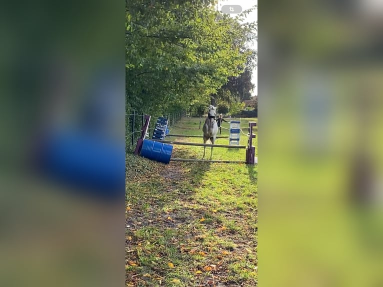Welsh A (Mountain Pony) Mare 4 years 11,2 hh Grey in G&#xF6;denstorf