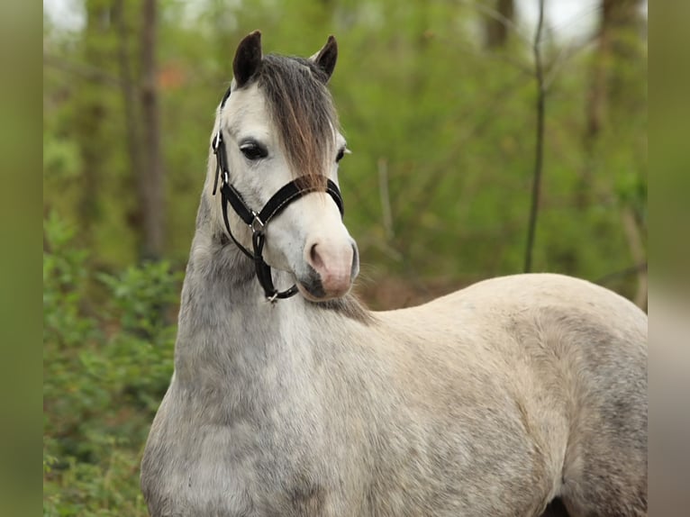 Welsh A (Mountain Pony) Mare 4 years 11,2 hh Grey in Aalten