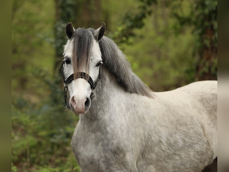 Welsh A (Mountain Pony) Mare 4 years 11,2 hh Grey in Aalten