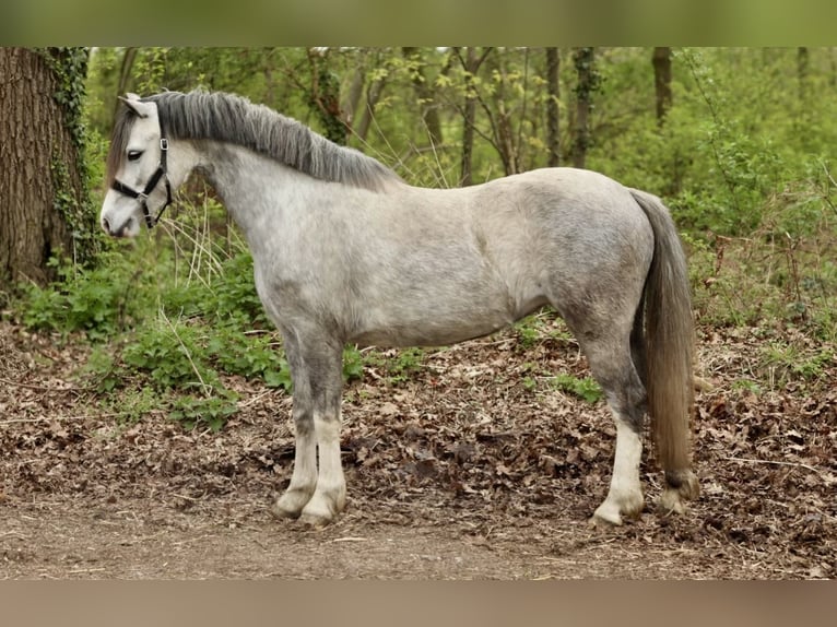 Welsh A (Mountain Pony) Mare 4 years 11,2 hh Grey in Aalten