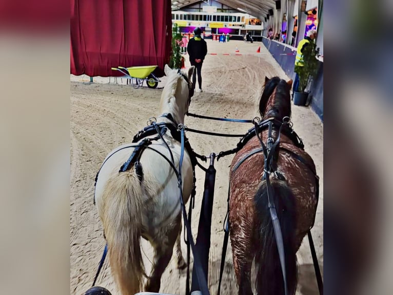 Welsh A (Mountain Pony) Mare 4 years 11,2 hh Roan-Red in Halle