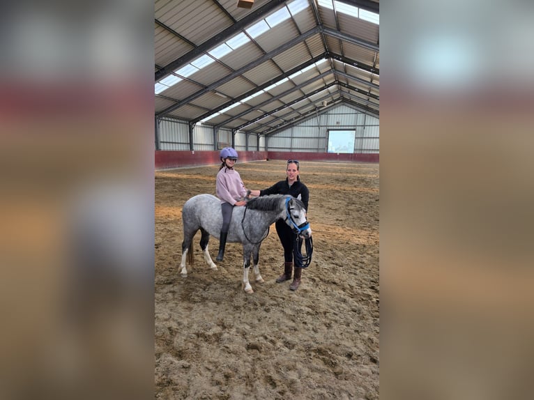Welsh A (Mountain Pony) Mare 4 years 12 hh Grey-Blue-Tan in Sliedrecht