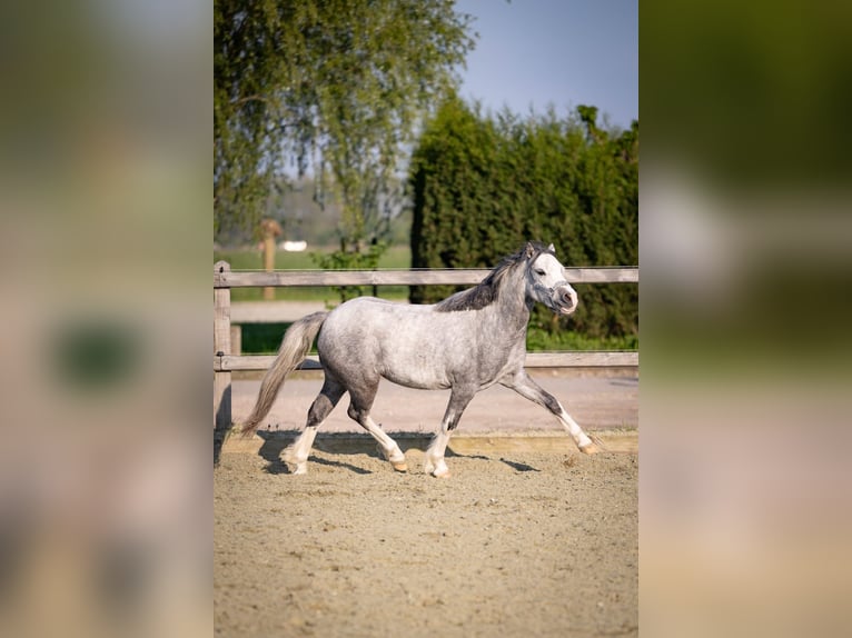 Welsh A (Mountain Pony) Mare 4 years 12 hh Grey-Blue-Tan in Sliedrecht