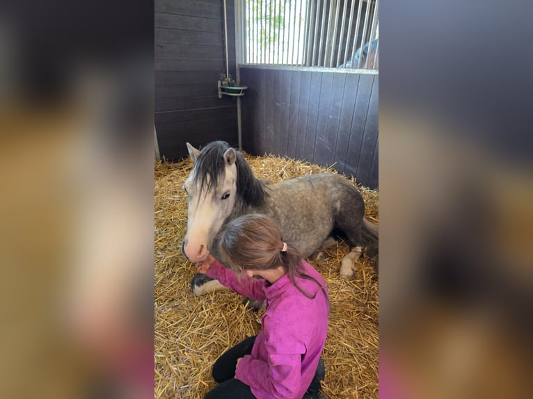Welsh A (Mountain Pony) Mare 4 years 12 hh Grey-Blue-Tan in Sliedrecht