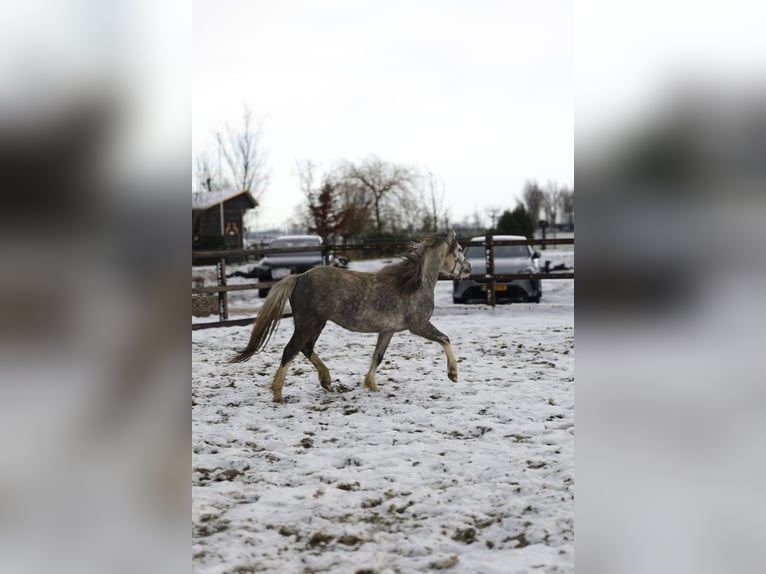 Welsh A (Mountain Pony) Mare 4 years 12 hh Grey-Blue-Tan in Sliedrecht