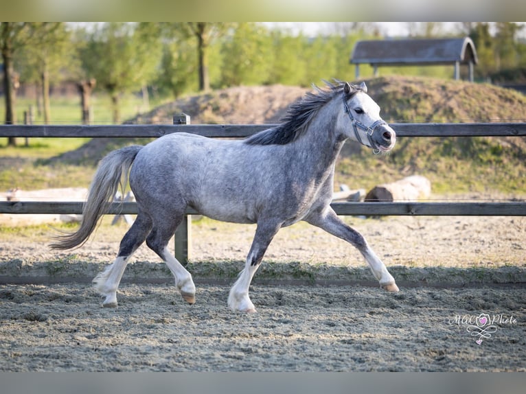 Welsh A (Mountain Pony) Mare 4 years 12 hh Grey-Blue-Tan in Sliedrecht
