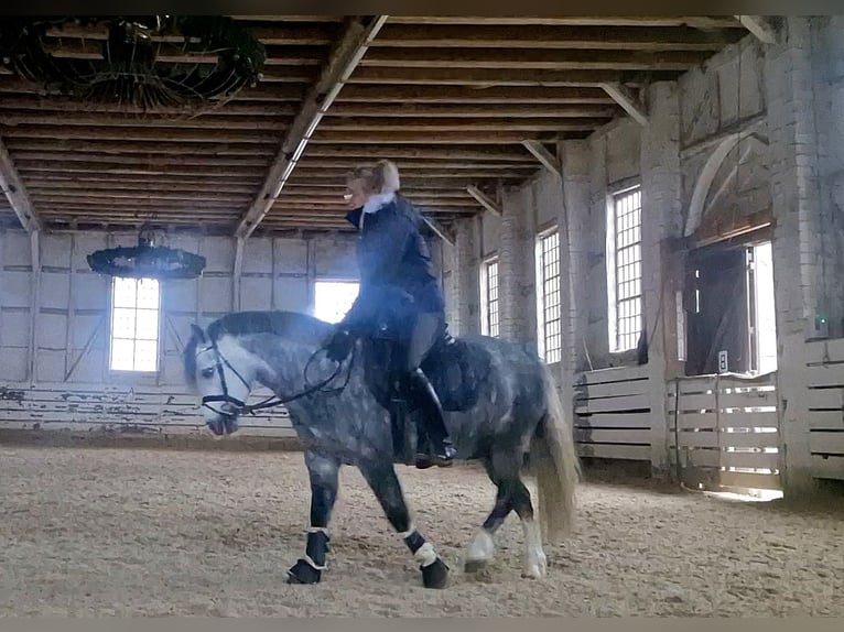 Welsh A (Mountain Pony) Mare 4 years 12 hh Grey-Dark-Tan in Schwalmstadt