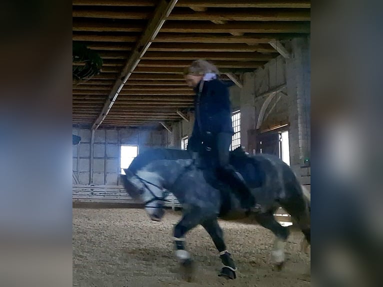 Welsh A (Mountain Pony) Mare 4 years 12 hh Grey-Dark-Tan in Schwalmstadt