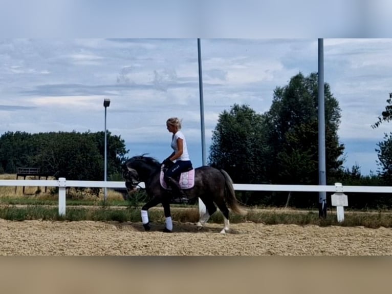 Welsh A (Mountain Pony) Mare 4 years 12 hh Grey in Sendenhorst