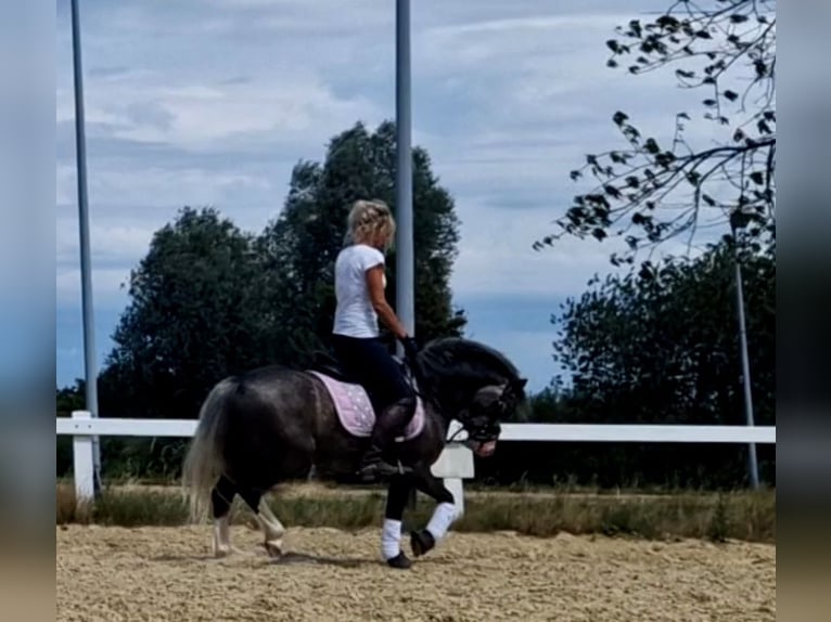 Welsh A (Mountain Pony) Mare 4 years 12 hh Grey in Sendenhorst