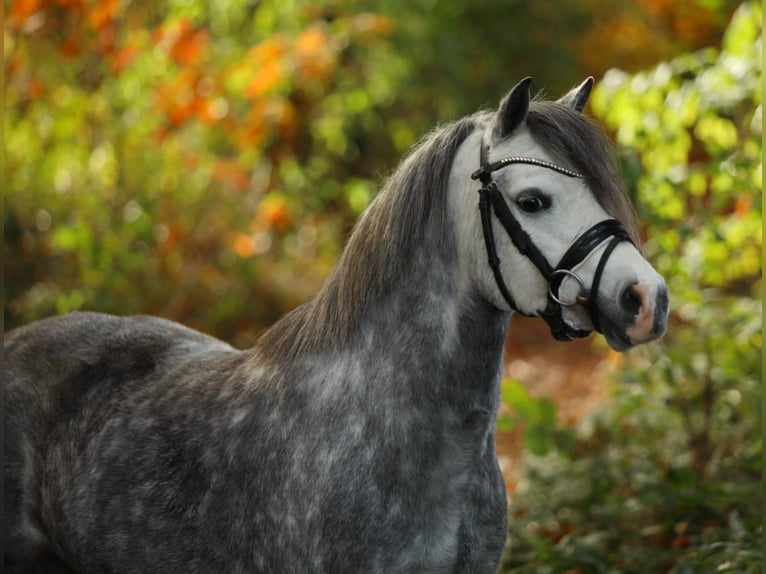 Welsh A (Mountain Pony) Mare 4 years 12 hh Grey in Aalten