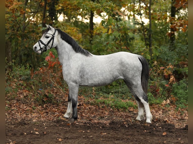 Welsh A (Mountain Pony) Mare 4 years 12 hh Grey in Aalten