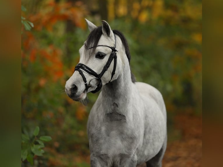 Welsh A (Mountain Pony) Mare 4 years 12 hh Grey in Aalten