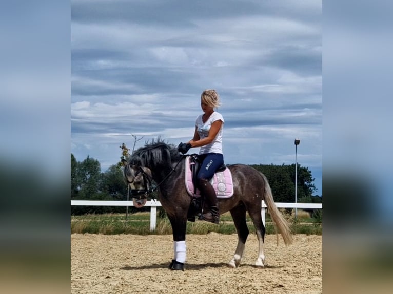Welsh A (Mountain Pony) Mare 4 years 12 hh in Sendenhorst