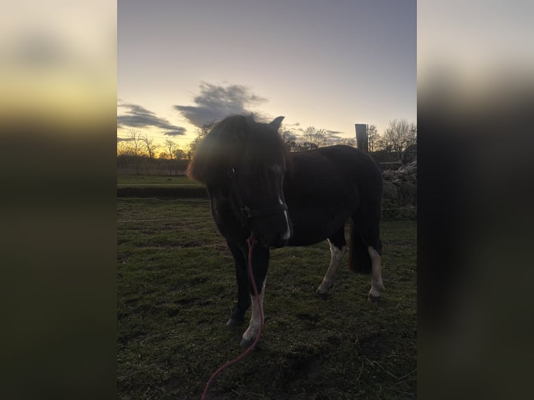 Welsh A (Mountain Pony) Mare 4 years 12,1 hh Black in Karstädt