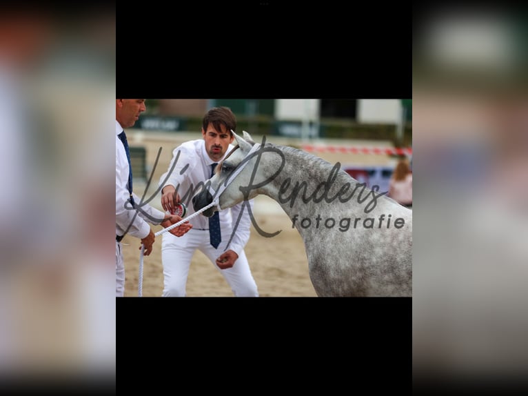 Welsh A (Mountain Pony) Mare 4 years 12,1 hh Grey-Dapple in Kerken