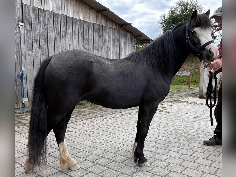 Welsh A (Mountain Pony) Mare 4 years Bay-Dark in Reinsfeld