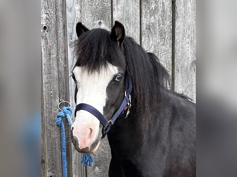 Welsh A (Mountain Pony) Mare 4 years Bay-Dark in Reinsfeld