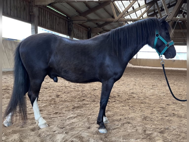 Welsh A (Mountain Pony) Mare 4 years Bay-Dark in Reinsfeld