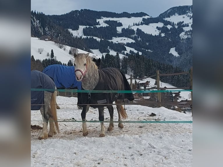Welsh A (Mountain Pony) Mare 4 years Grey-Dapple in Alpbach