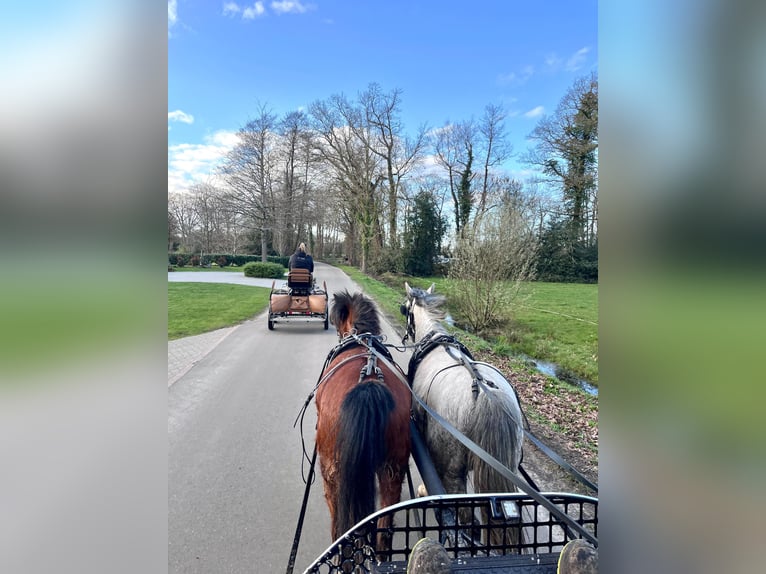 Welsh A (Mountain Pony) Mare 5 years 11.1 hh Brown in Halle