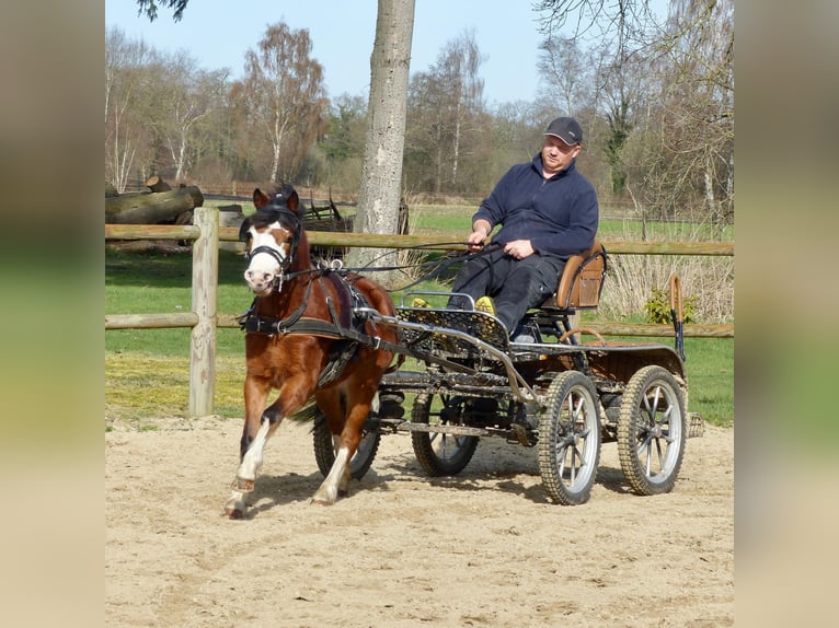 Welsh A (Mountain Pony) Mare 5 years 11.1 hh Brown in Halle