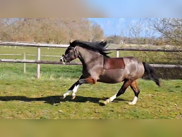 Welsh A (Mountain Pony) Mare 5 years 11.2 hh Bay-Dark in Wurster Nordseeküste