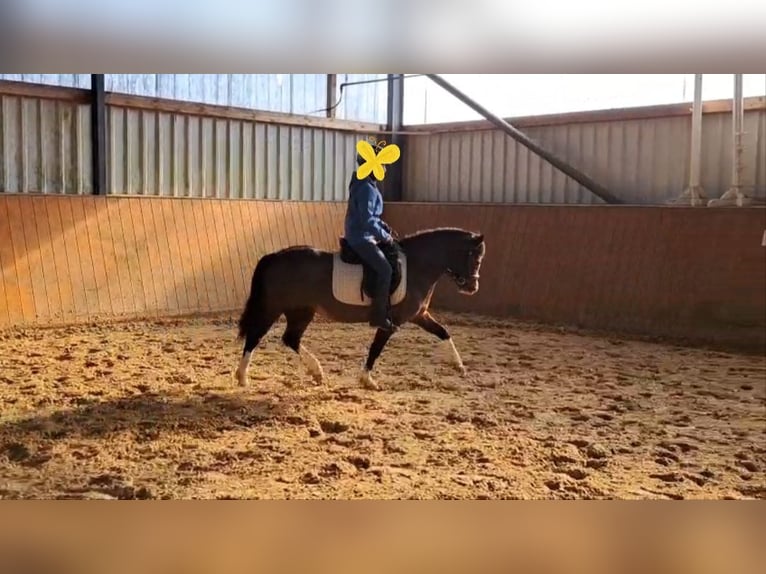 Welsh A (Mountain Pony) Mare 5 years 11.2 hh Bay-Dark in Wurster Nordseeküste