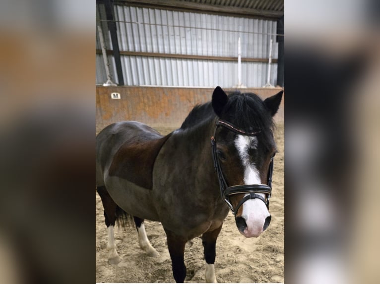 Welsh A (Mountain Pony) Mare 5 years 11.2 hh Bay-Dark in Wurster Nordseeküste