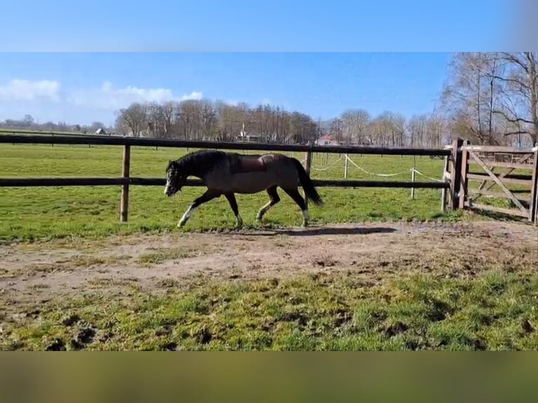 Welsh A (Mountain Pony) Mare 5 years 11.2 hh Bay-Dark in Wurster Nordseeküste