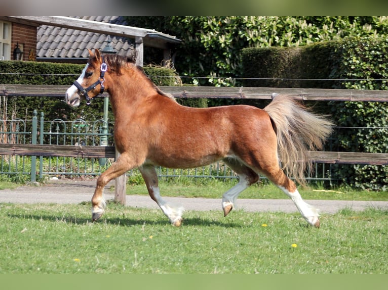 Welsh A (Mountain Pony) Mare 5 years 11.2 hh Chestnut-Red in Hengelo (Gld)