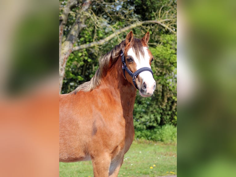 Welsh A (Mountain Pony) Mare 5 years 11.2 hh Chestnut-Red in Hengelo (Gld)