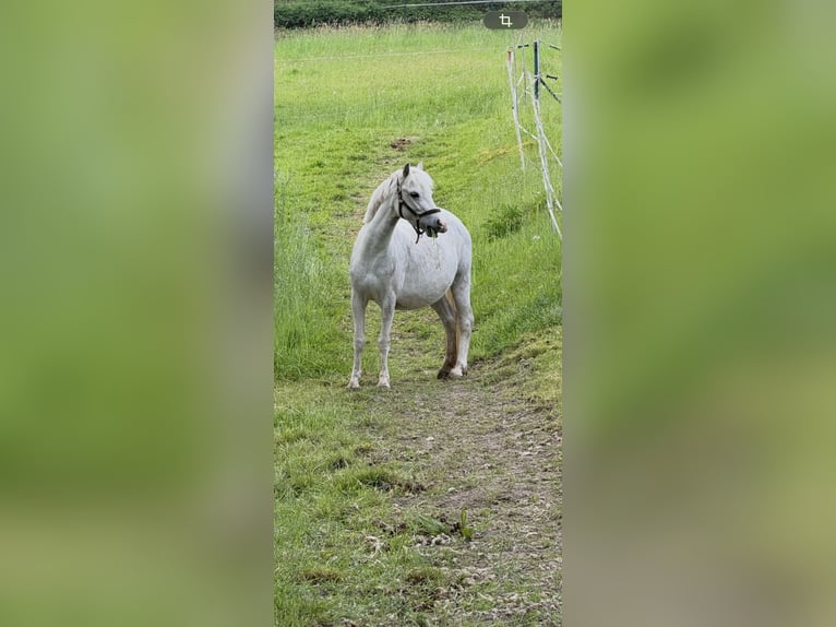Welsh A (Mountain Pony) Mare 5 years 11.2 hh Grey in Witten