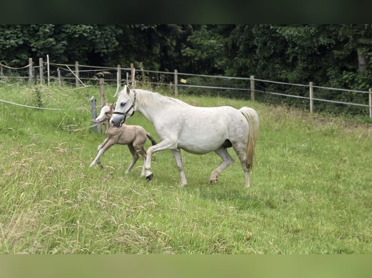Welsh A (Mountain Pony) Mare 5 years 11.2 hh Grey in Witten