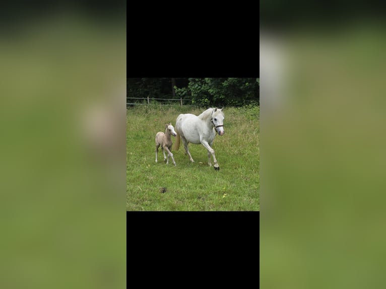 Welsh A (Mountain Pony) Mare 5 years 11.2 hh Grey in Witten