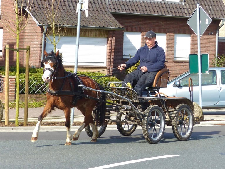 Welsh A (Mountain Pony) Mare 5 years 11,1 hh Brown in Halle