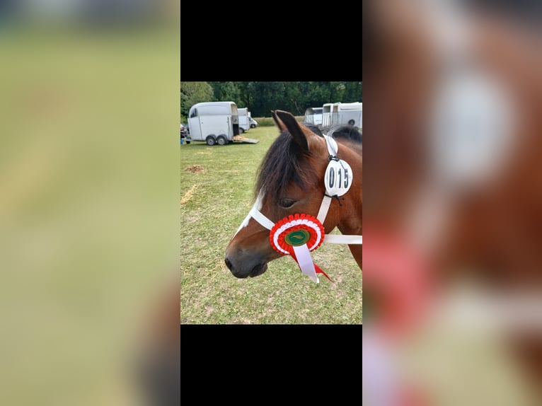 Welsh A (Mountain Pony) Mare 5 years 11,1 hh Brown in Ruurlo