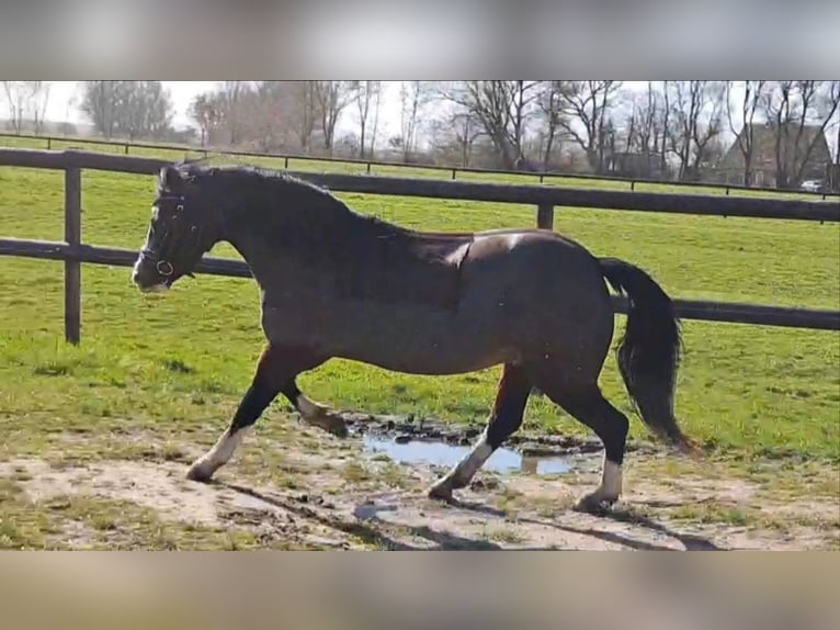 Welsh A (Mountain Pony) Mare 5 years 11,2 hh Bay-Dark in Wurster Nordseeküste