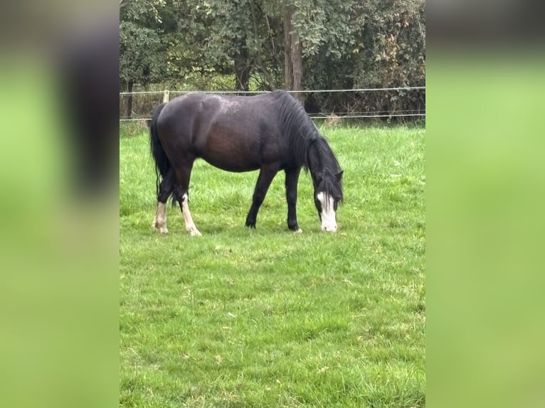 Welsh A (Mountain Pony) Mare 5 years 11,2 hh Black in Hengelo