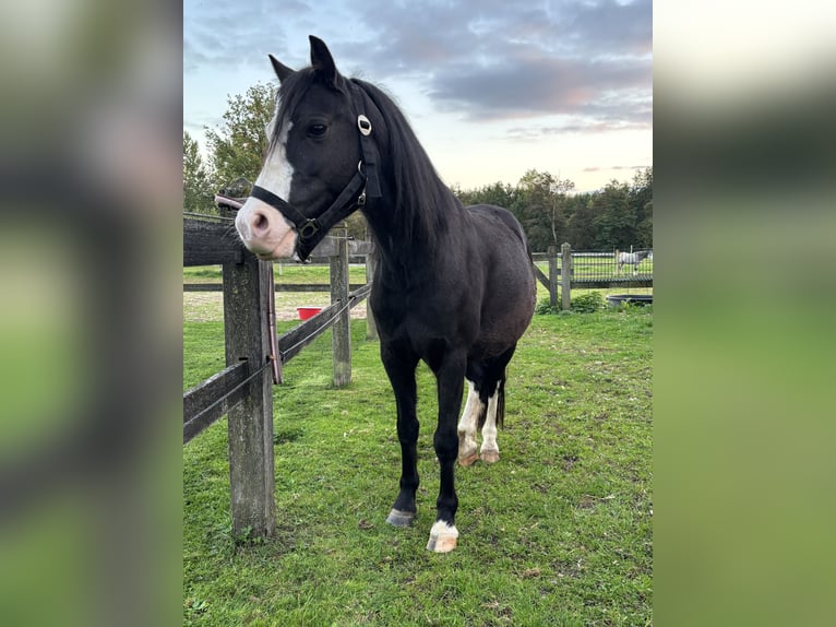 Welsh A (Mountain Pony) Mare 5 years 11,2 hh Black in Hengelo