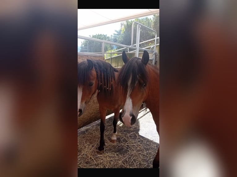 Welsh A (Mountain Pony) Mare 5 years 11,2 hh Brown in Kastanienbaum Welsh A (Mountain Pony) Mare 5 years 11,2 hh Brown in Kastanienbaum