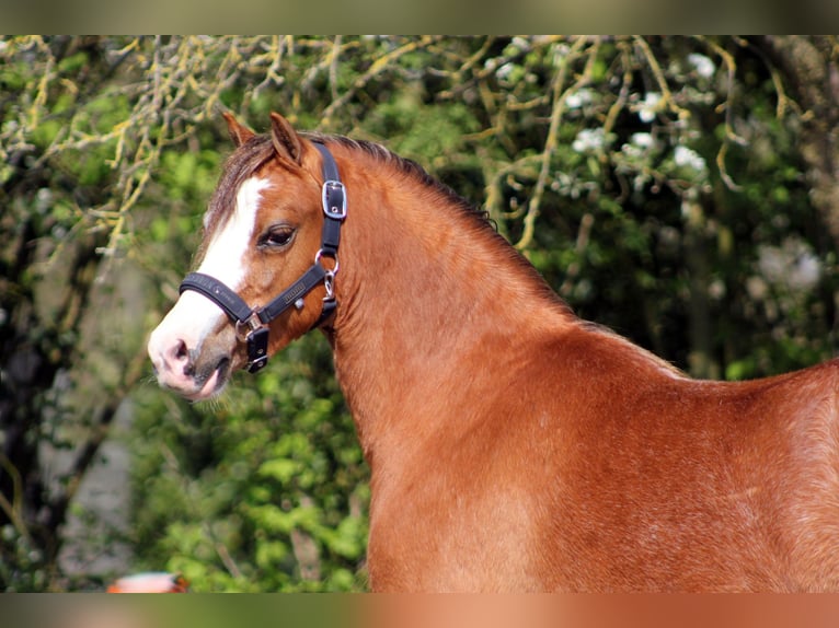 Welsh A (Mountain Pony) Mare 5 years 11,2 hh Chestnut-Red in Hengelo (Gld)