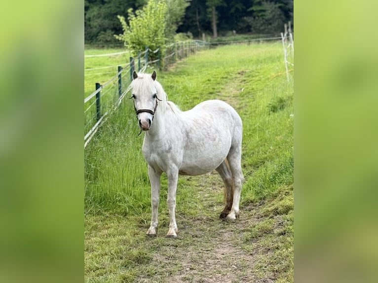 Welsh A (Mountain Pony) Mare 5 years 11,2 hh Grey in Witten