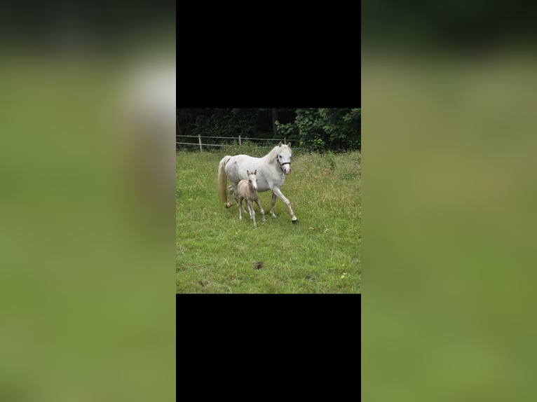 Welsh A (Mountain Pony) Mare 5 years 11,2 hh Grey in Witten