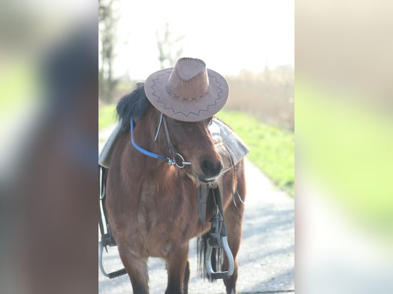 Welsh A (Mountain Pony) Mare 5 years 11,3 hh in Krummhörn Pilsum Welsh A (Mountain Pony) Mare 5 years 11,3 hh in Krummhörn Pilsum
