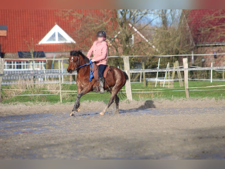 Welsh A (Mountain Pony) Mare 5 years 11,3 hh in Krummhörn Pilsum Welsh A (Mountain Pony) Mare 5 years 11,3 hh in Krummhörn Pilsum