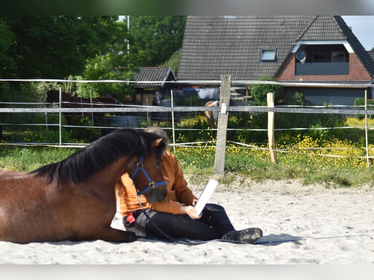 Welsh A (Mountain Pony) Mare 5 years 11,3 hh in Krummhörn Pilsum Welsh A (Mountain Pony) Mare 5 years 11,3 hh in Krummhörn Pilsum