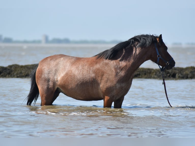 Welsh A (Mountain Pony) Mare 5 years 11,3 hh in Krummhörn Pilsum Welsh A (Mountain Pony) Mare 5 years 11,3 hh in Krummhörn Pilsum