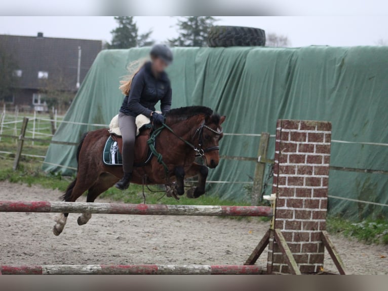 Welsh A (Mountain Pony) Mare 5 years 11,3 hh in Krummhörn Pilsum Welsh A (Mountain Pony) Mare 5 years 11,3 hh in Krummhörn Pilsum